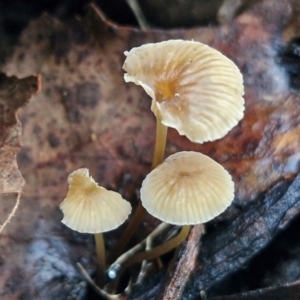 Mycena sp. at Bruce Ridge - 27 Jun 2024