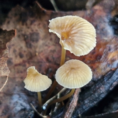 Mycena sp. (genus) (Mycena) at Bruce Ridge - 27 Jun 2024 by trevorpreston