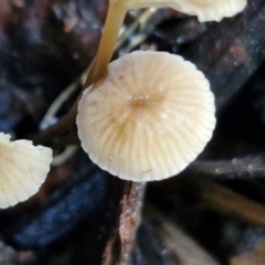 Mycena sp. at Bruce Ridge - 27 Jun 2024