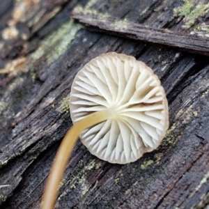 Mycena sp. at Bruce Ridge - 27 Jun 2024 11:56 AM