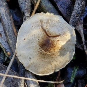 Lepiota s.l. at Bruce Ridge - 27 Jun 2024