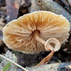 Lepiota s.l. at Bruce Ridge - 27 Jun 2024