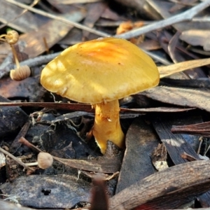 Cortinarius sinapicolor at Bruce Ridge - 27 Jun 2024