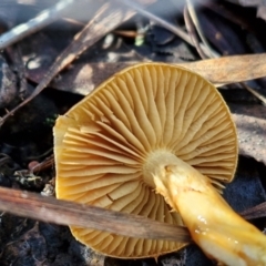 Cortinarius sinapicolor at Bruce Ridge - 27 Jun 2024