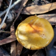 Cortinarius sinapicolor at Bruce Ridge - 27 Jun 2024