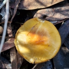 Cortinarius sinapicolor at Bruce Ridge - 27 Jun 2024