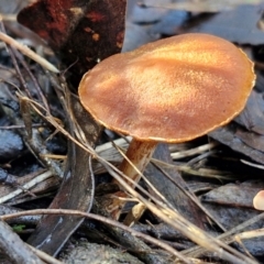 Unidentified Cap on a stem; gills below cap [mushrooms or mushroom-like] at Bruce Ridge - 27 Jun 2024 by trevorpreston