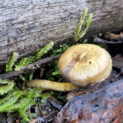 Unverified Cap on a stem; gills below cap [mushrooms or mushroom-like] at Bruce Ridge - 27 Jun 2024 by trevorpreston