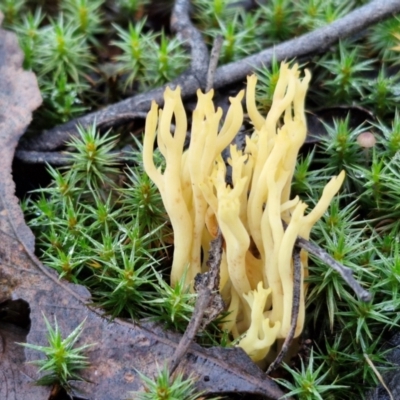 Ramaria sp. (A Coral fungus) at Bruce Ridge - 27 Jun 2024 by trevorpreston