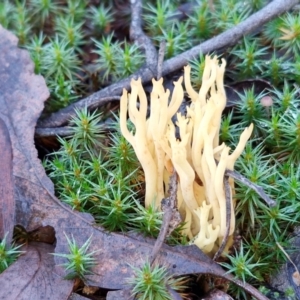 Ramaria sp. at Bruce Ridge - 27 Jun 2024