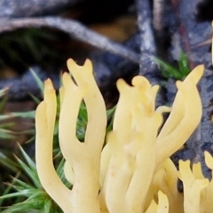 Ramaria sp. (genus) at Bruce Ridge - 27 Jun 2024 11:52 AM