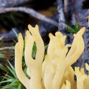 Ramaria sp. at Bruce Ridge - 27 Jun 2024