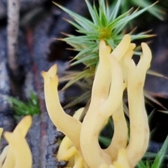 Ramaria sp. (genus) at Bruce Ridge - 27 Jun 2024 11:52 AM