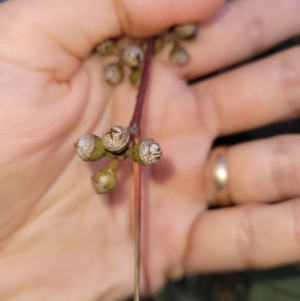 Eucalyptus blakelyi at Wanniassa, ACT - 27 Jun 2024