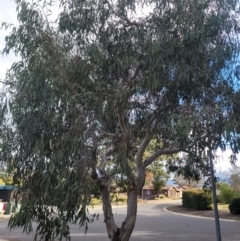 Eucalyptus blakelyi at Wanniassa, ACT - 27 Jun 2024