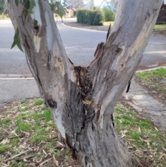 Eucalyptus blakelyi at Wanniassa, ACT - 27 Jun 2024