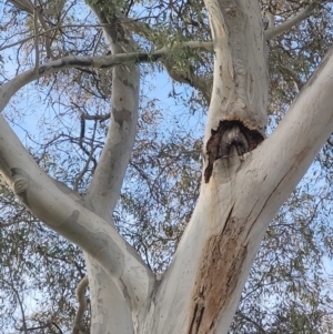 Eucalyptus mannifera at Wanniassa, ACT - 27 Jun 2024 01:44 PM