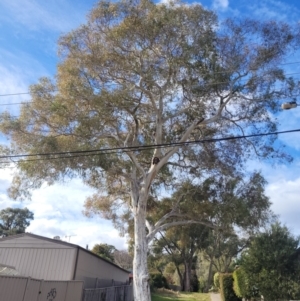 Eucalyptus mannifera at Wanniassa, ACT - 27 Jun 2024 01:44 PM