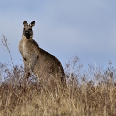 Macropus giganteus (Eastern Grey Kangaroo) at Ginninderry Conservation Corridor - 27 Jun 2024 by Thurstan