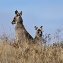 Macropus giganteus at Ginninderry Conservation Corridor - 27 Jun 2024