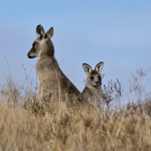 Macropus giganteus at Ginninderry Conservation Corridor - 27 Jun 2024 11:25 AM