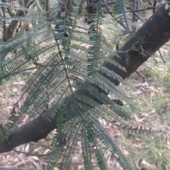 Acacia mearnsii (Black Wattle) at Ainslie, ACT - 27 Jun 2024 by McGrathAl