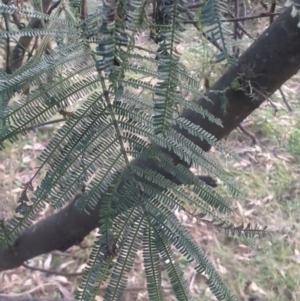 Acacia mearnsii at Ainslie, ACT - 27 Jun 2024