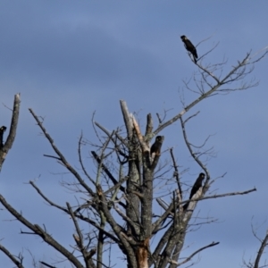 Zanda funerea at Strathnairn, ACT - 27 Jun 2024 11:00 AM