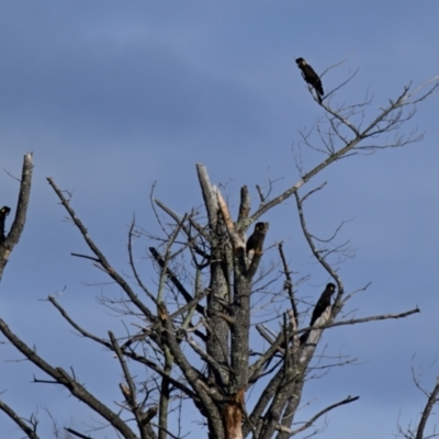 Zanda funerea (Yellow-tailed Black-Cockatoo) at Strathnairn, ACT - 27 Jun 2024 by Thurstan