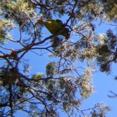 Glossopsitta concinna (Musk Lorikeet) at Jindera, NSW - 26 Jun 2024 by Darcy