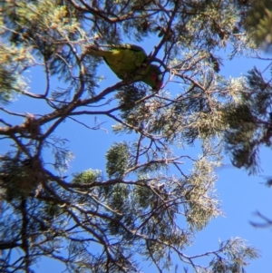 Glossopsitta concinna at Jindera, NSW - suppressed
