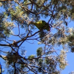 Glossopsitta concinna at Jindera, NSW - suppressed