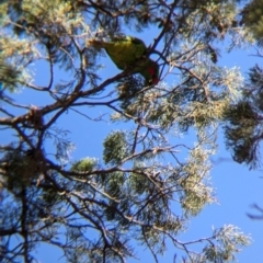 Glossopsitta concinna at Jindera, NSW - suppressed