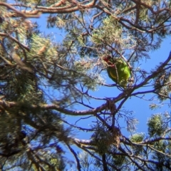Glossopsitta concinna at Jindera, NSW - suppressed