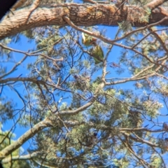 Glossopsitta concinna at Jindera, NSW - 26 Jun 2024