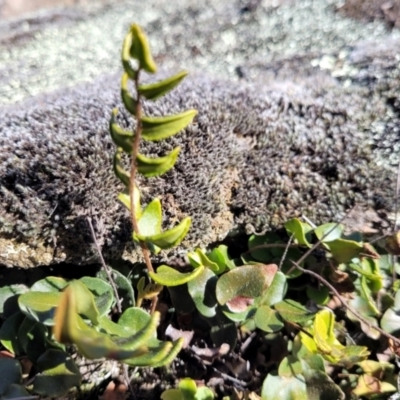 Pellaea calidirupium (Hot Rock Fern) at Namadgi National Park - 21 May 2024 by AlexSantiago