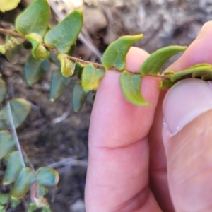 Pellaea calidirupium at Namadgi National Park - 21 May 2024