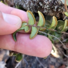 Pellaea calidirupium at Namadgi National Park - 21 May 2024 12:35 PM