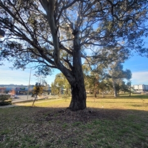 Eucalyptus blakelyi at Macquarie, ACT - 15 May 2024