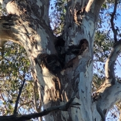 Eucalyptus blakelyi at Macquarie, ACT - 15 May 2024