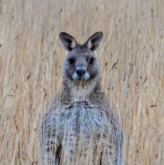 Macropus giganteus (Eastern Grey Kangaroo) at Throsby, ACT - 20 Jun 2024 by Mikailainthewild
