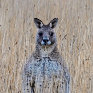 Macropus giganteus at Throsby, ACT - 21 Jun 2024 09:04 AM