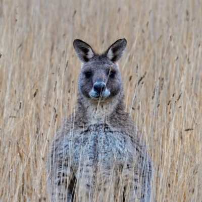 Macropus giganteus (Eastern Grey Kangaroo) at Throsby, ACT - 21 Jun 2024 by Mikailainthewild