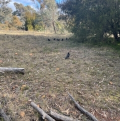 Corcorax melanorhamphos (White-winged Chough) at Mount Ainslie - 27 Jun 2024 by STJ