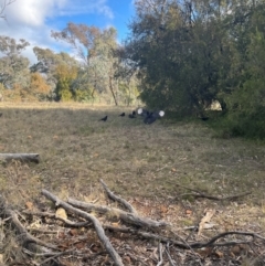 Corcorax melanorhamphos at Mount Ainslie - 27 Jun 2024