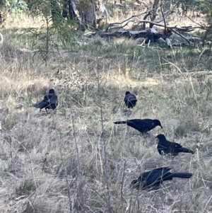 Corcorax melanorhamphos at Mount Ainslie - 27 Jun 2024