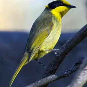 Lichenostomus melanops at Chiltern, VIC - 21 Jun 2024