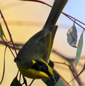 Lichenostomus melanops at Chiltern, VIC - 21 Jun 2024