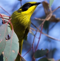 Lichenostomus melanops at Chiltern, VIC - 21 Jun 2024