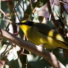 Lichenostomus melanops at Chiltern, VIC - 21 Jun 2024